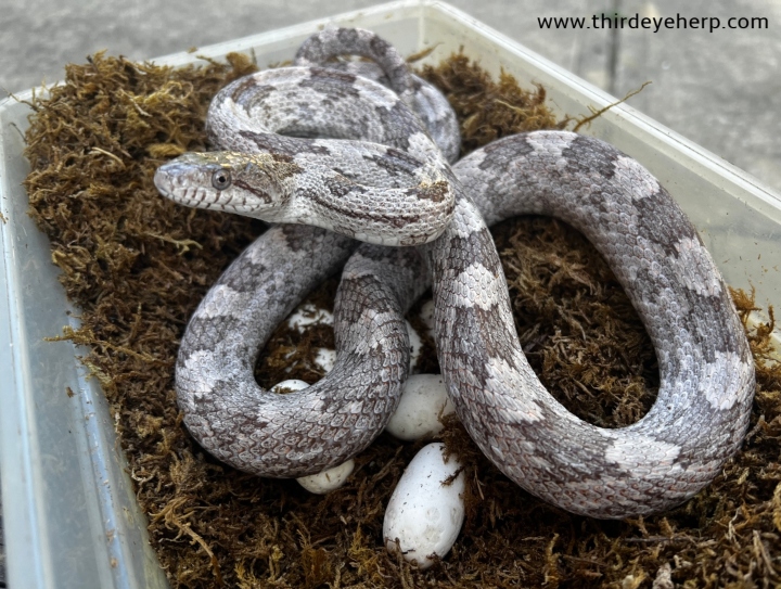 Gray Rat Snake